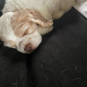 Meet your Posher, Paul